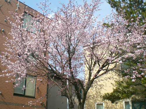 23桜.jpg