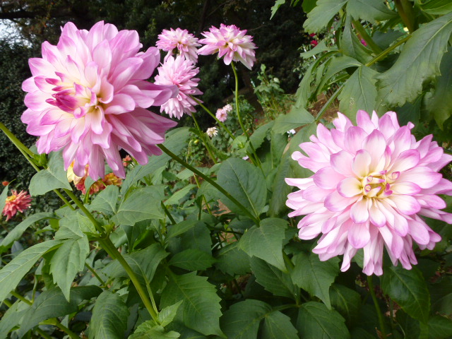 千両(センリョウ)の実、赤と黄色&植物園でのダリアの続き (写真あり) | 私の好きな花♪ - 楽天ブログ