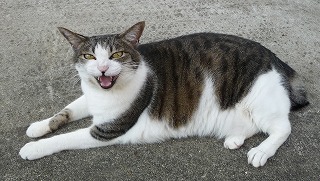 P1050993-ass.jpg