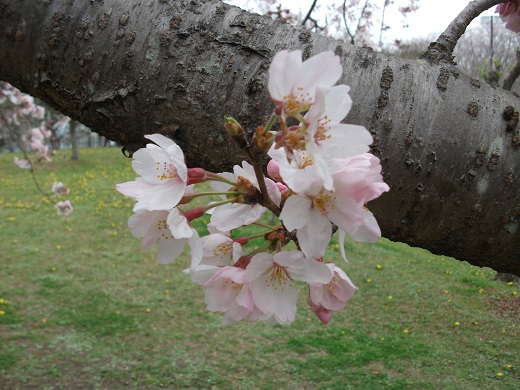 サクラ.jpg