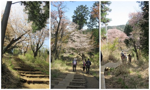 高尾山山桜２０１６14.jpg