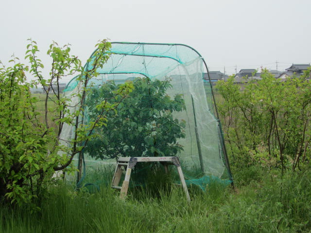 さくらんぼのネット張り