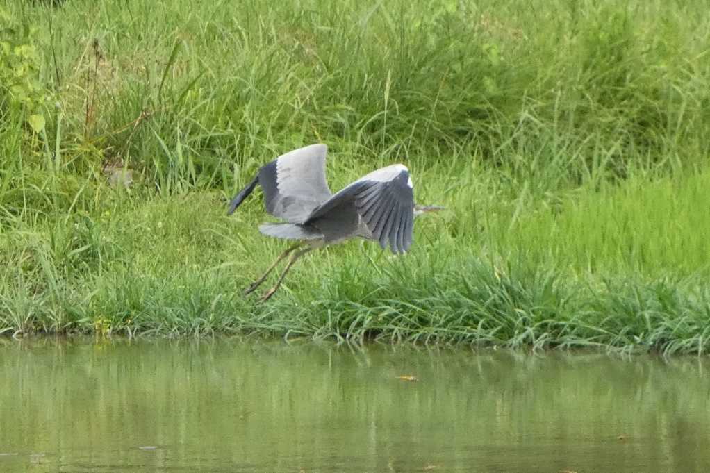 515