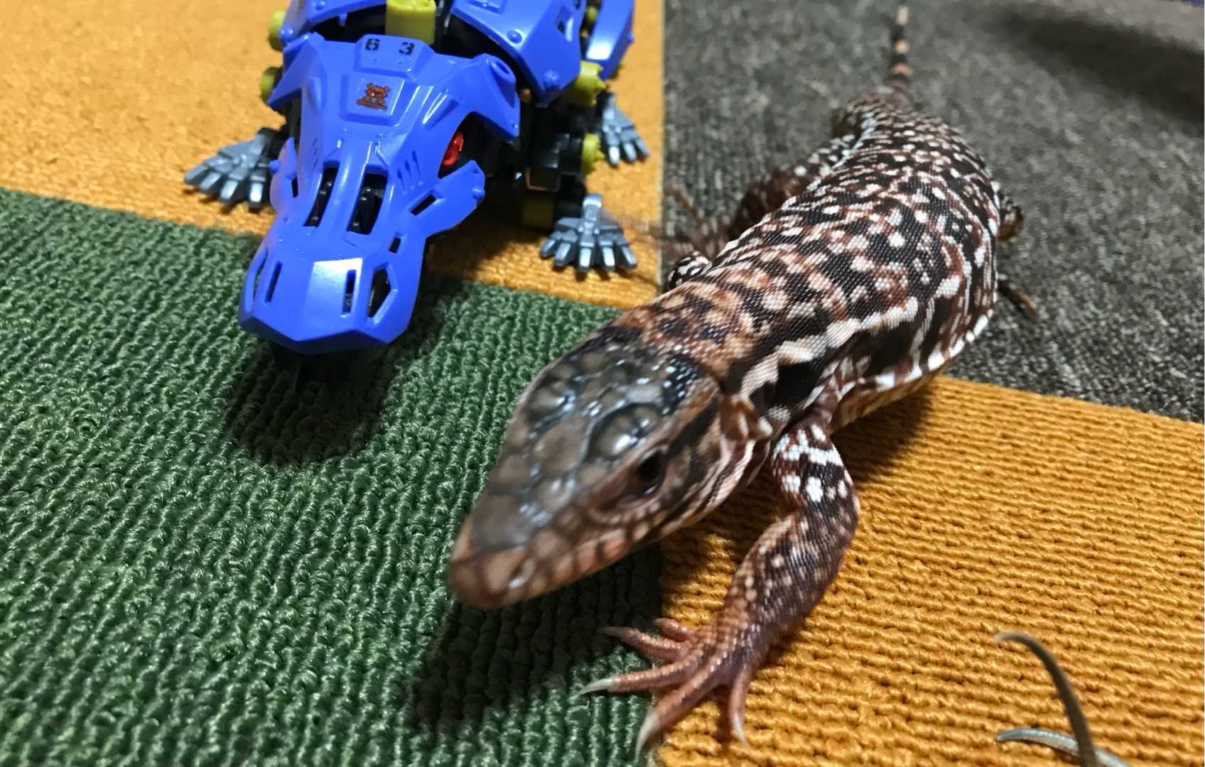 爬虫類 トカゲたちに翻弄される飼い主 楽天ブログ