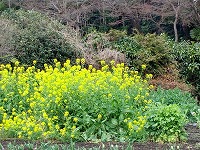 菜の花.jpg