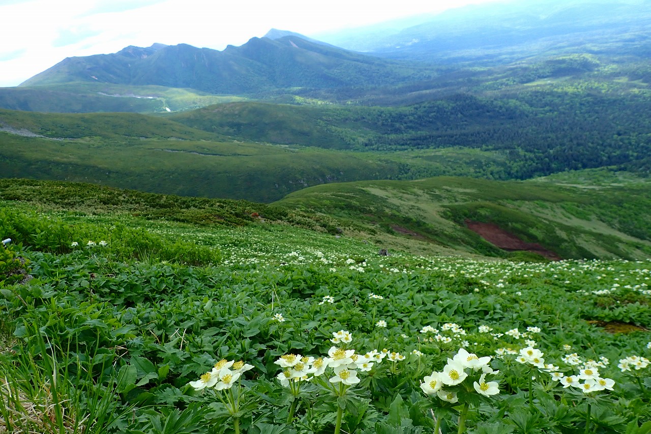 6月の山・・・富良野岳から上ふらの岳へ周回縦走 大雪山系 | 山歩きは好歩（スキップ）して四季折々・・・登山日和のFOOTMARK - 楽天ブログ