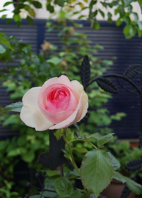 DSC_0563.JPG