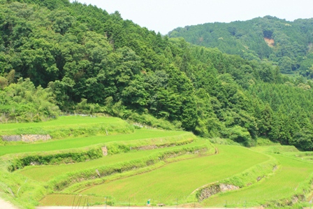 tanada2.JPG