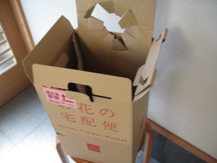 ダンボール