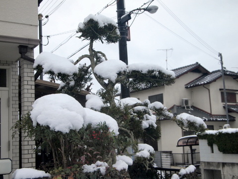 槇の枝や南天の雪