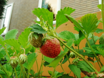 06-12hana350 (2).JPG