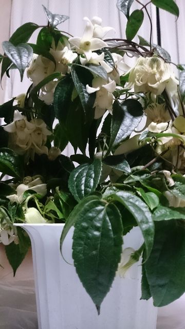 2015-02-02 19.43.55.jpg