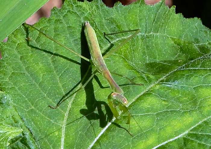 カマキリ幼虫