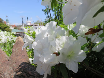 Flower10