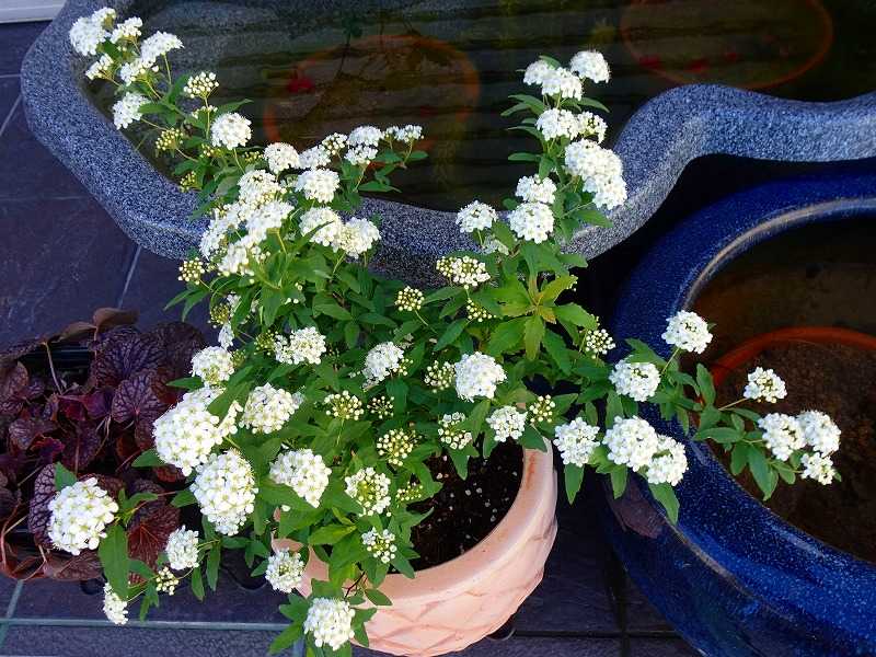 2月5日 今日の一花 コデマリ（小手毬）、ハーデンベルギア | gazengamaのブログ 散 …