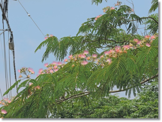 DSCN9907.JPG