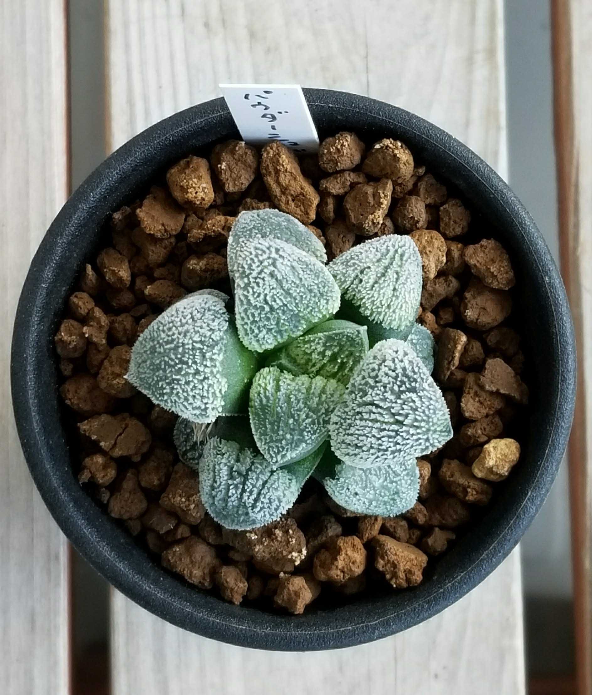 多肉植物 ハオルチア 蛙玉