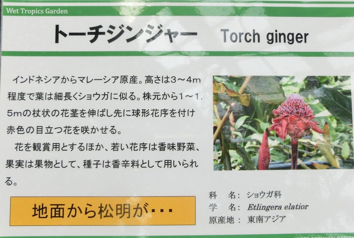 京都府立植物園で見た花 トーチジンジャー他 だい のひとりごと 楽天ブログ