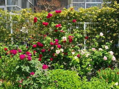 咲くやこの花館 プチ イングリッシュ ガーデン ぐうたらたぬき途中下車 楽天ブログ