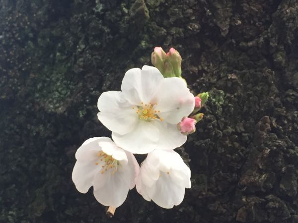 胴吹き桜 日々あれもこれもそれも 楽天ブログ