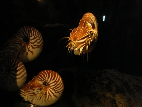 鳥羽水族館