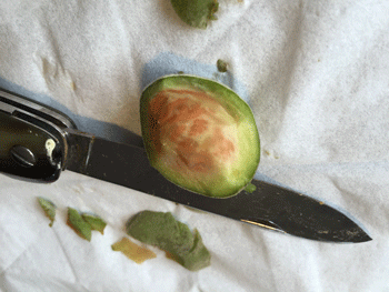 花桃の実を食べてみた 美味しくはなかったが 尾上 茂 の日記 おのログ 楽天ブログ