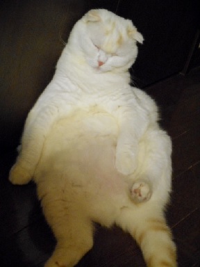 sukoyuki.jpg