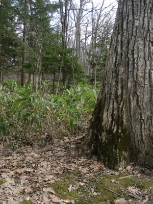 2016-04-12tree.JPG