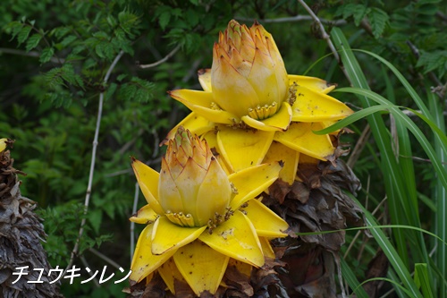 フラワーセンター大船植物園にて