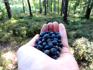 blaubeeren2