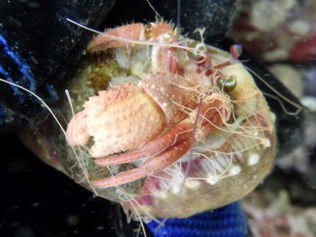 串本磯採集2023年7月下旬39　サメハダヤドカリ（Dardanus gemmatus）