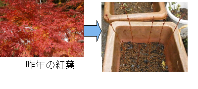 もみじ2.png