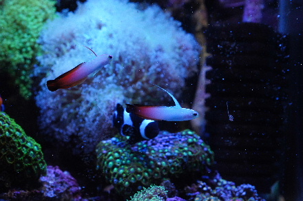 2012_1018クリアＧ，ハタタテ､ｱ0007.JPG