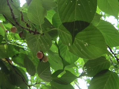 IMG_2141　オオシマザクラの実.jpg