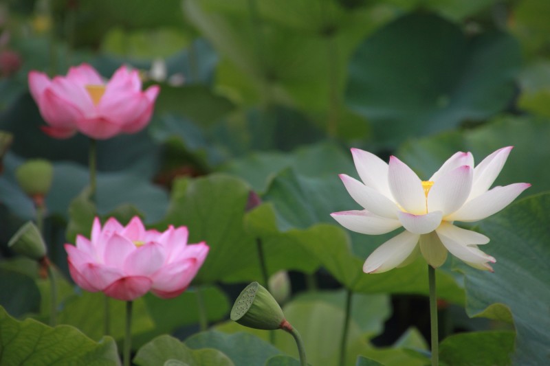 庭園蓮池_002.jpg