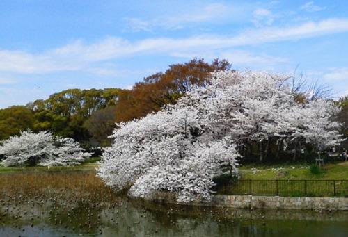 桜4