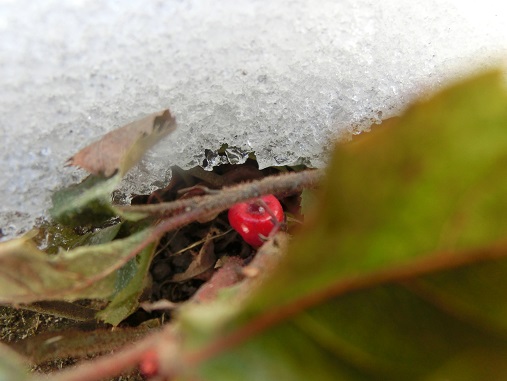 雪のヤブコウジ