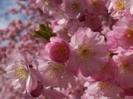 Cherry_blossom_wallpaper_by_luckydice.jpg