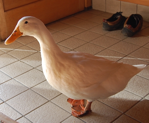 DSC_0004.JPG