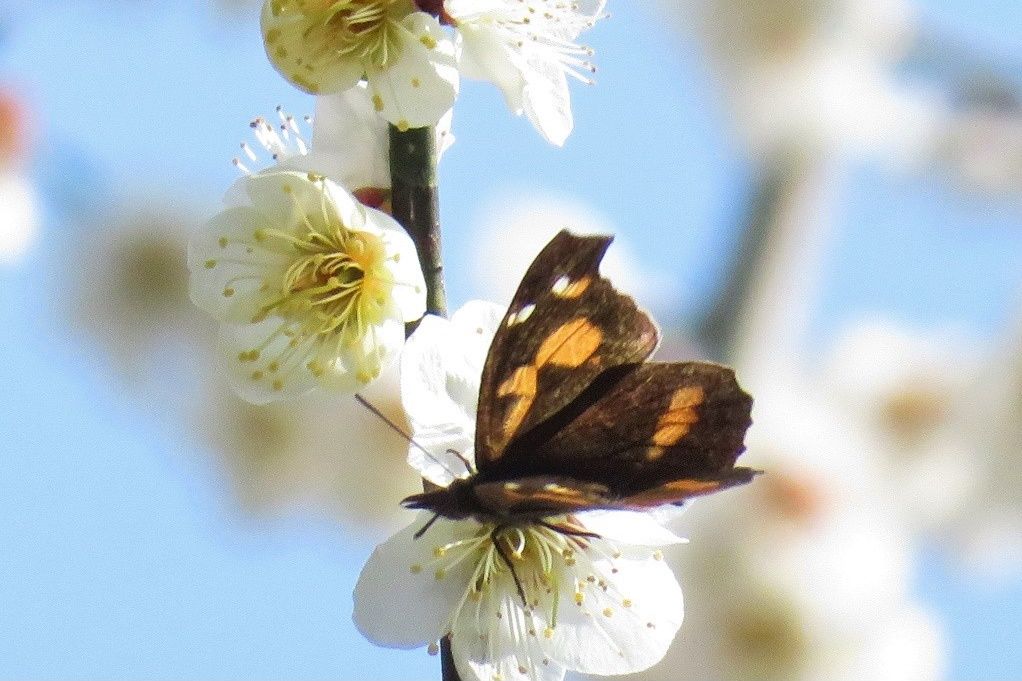 465