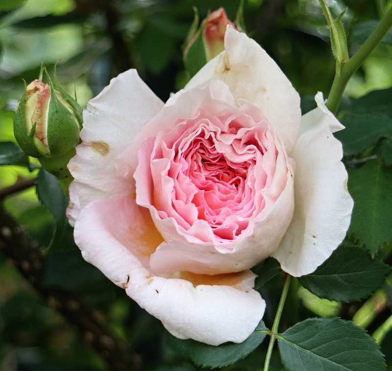 メアリーローズ バラと可愛い花たち 楽天ブログ