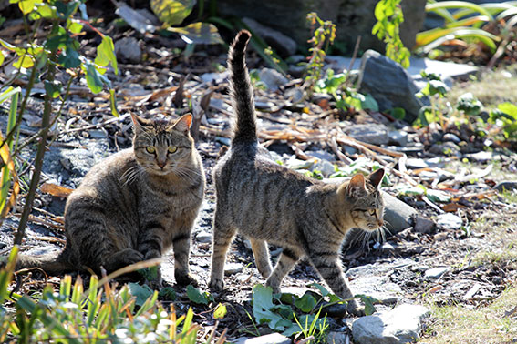 我が家のニャンコ♪2014/12/14-2