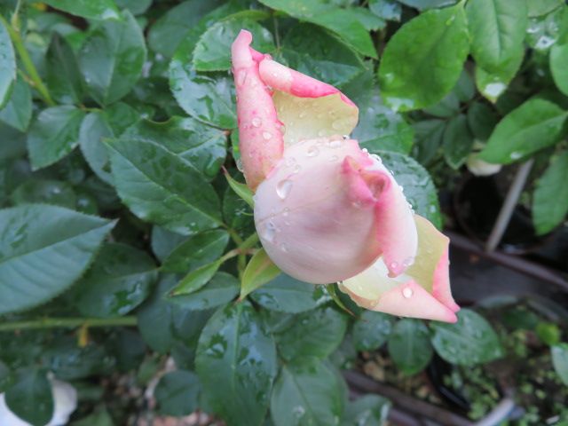 今年の秋バラの美しさとだんだん弱るルルを看る辛さ ばぁばの薔薇の花園 楽天ブログ