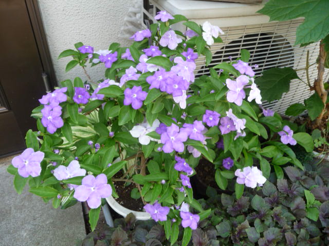383 匂い番茉莉