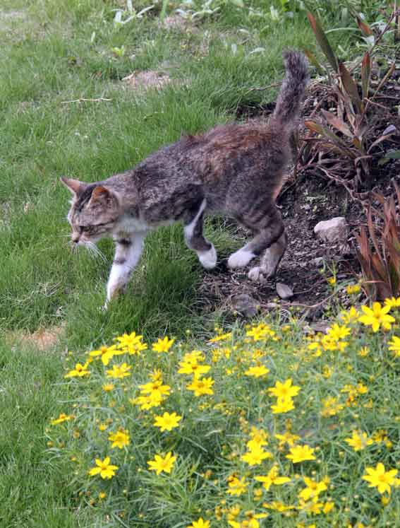 我が家のニャンコ♪2013/7/16-2