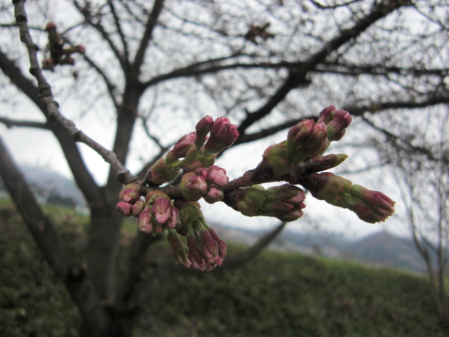 20150406.JPG