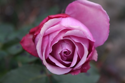 IMG_8421.JPG