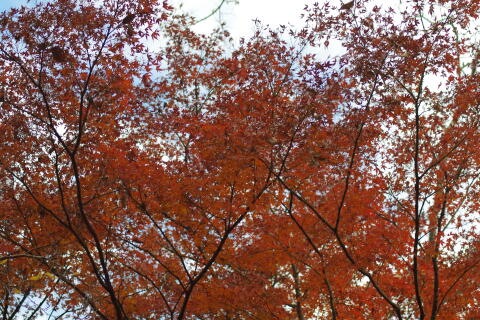 井の頭恩賜公園の紅葉