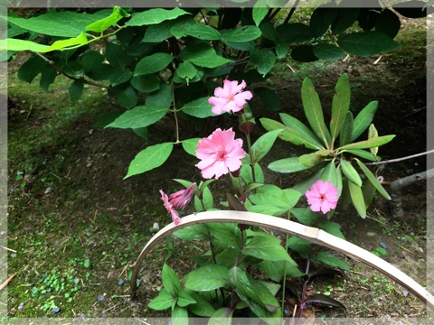 天龍寺百花園