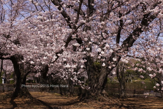 光景　sight0412　桜　サクラ　cherry blossom
